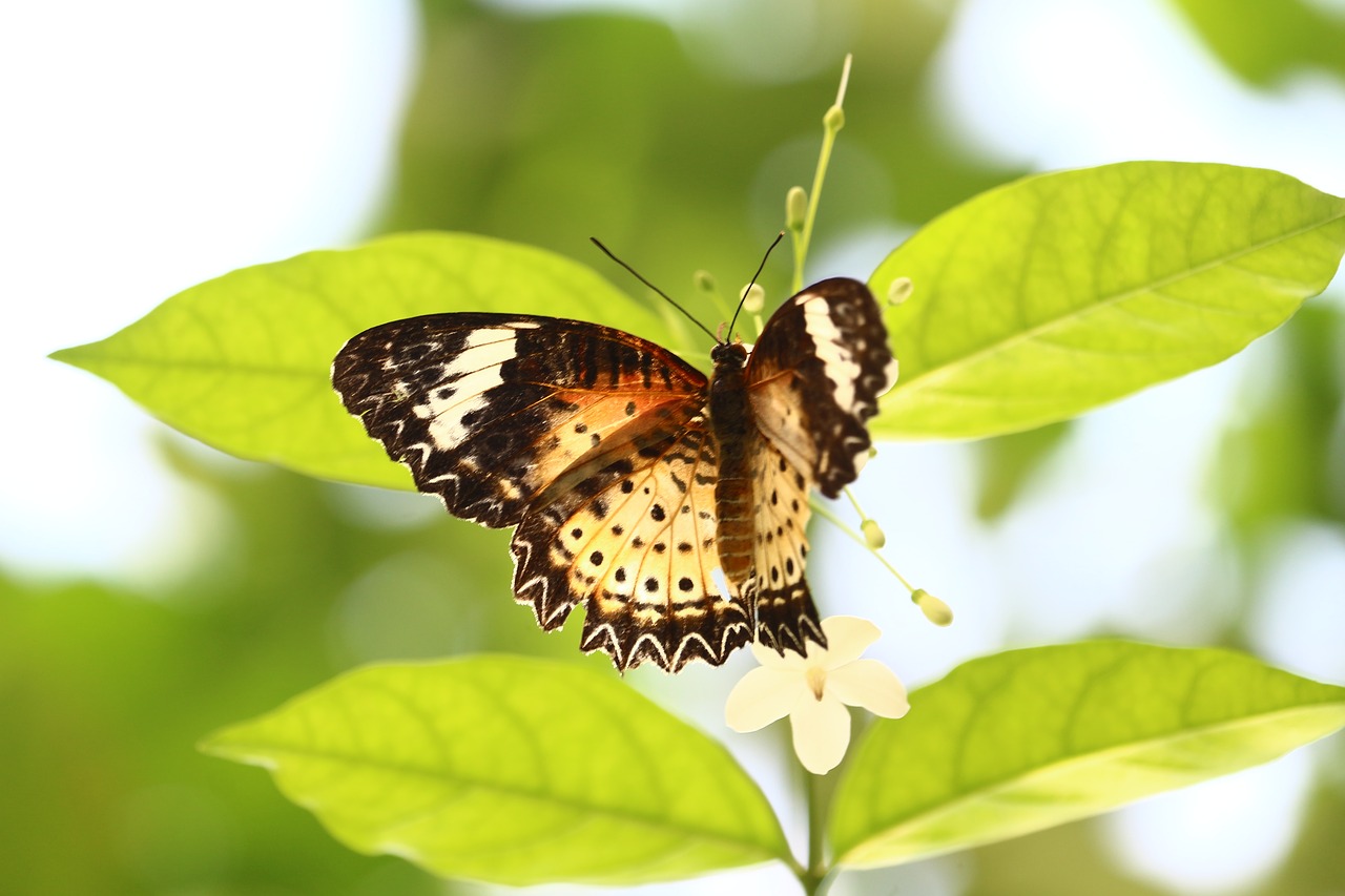 animal butterfly collection free photo