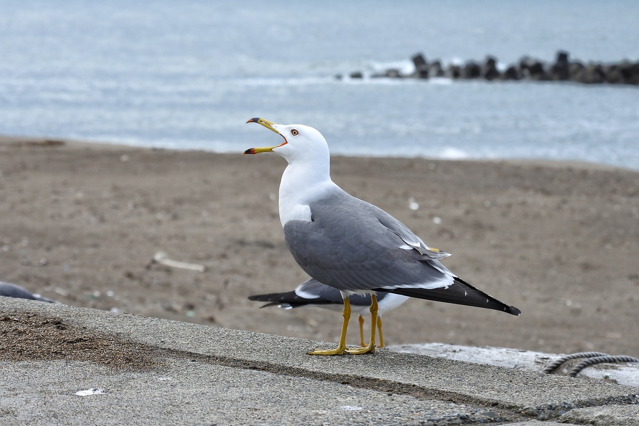 animal sea beach free photo