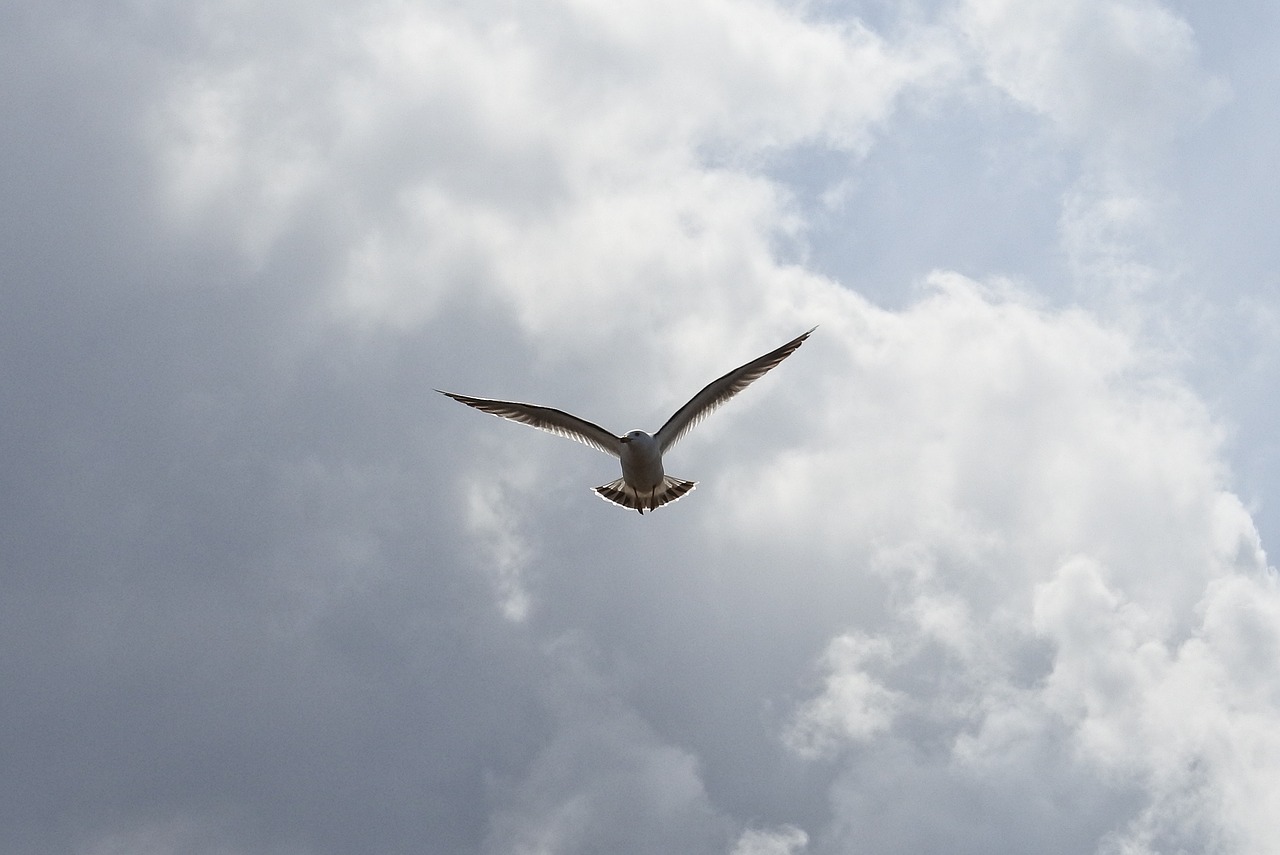 animal sky cloud free photo