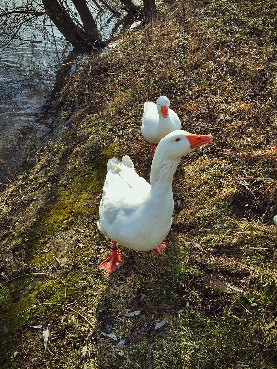 animal goose nature free photo