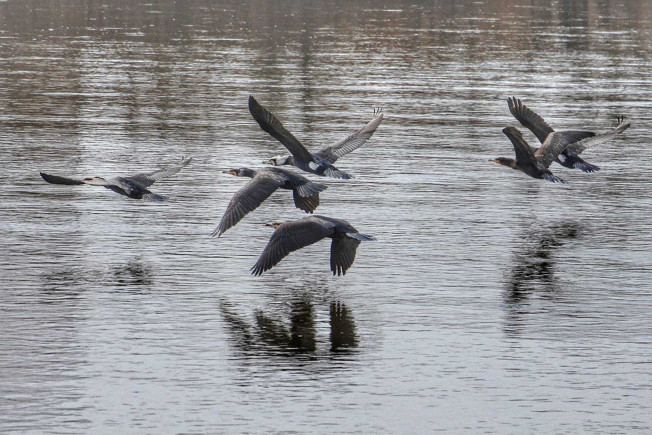 animal river cormorant free photo