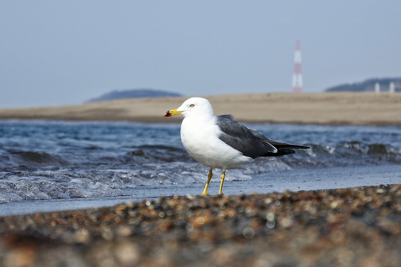 animal sea beach free photo