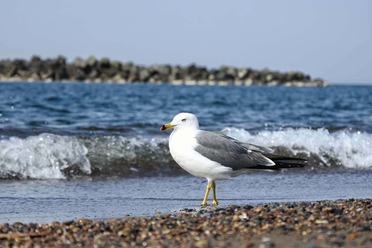 animal sea beach free photo