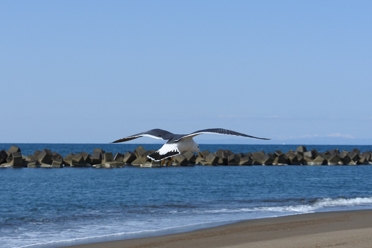 animal sea beach free photo