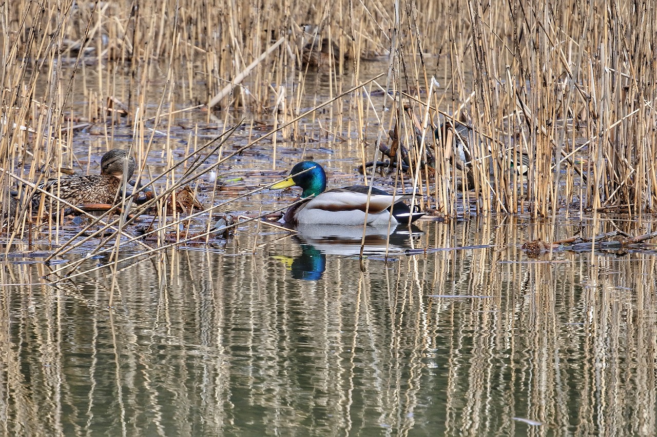 animal lake duck free photo