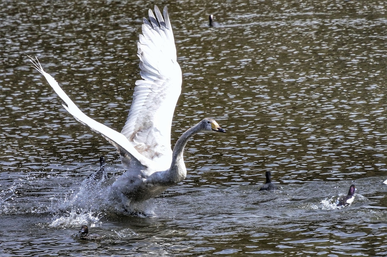 animal lake swan free photo