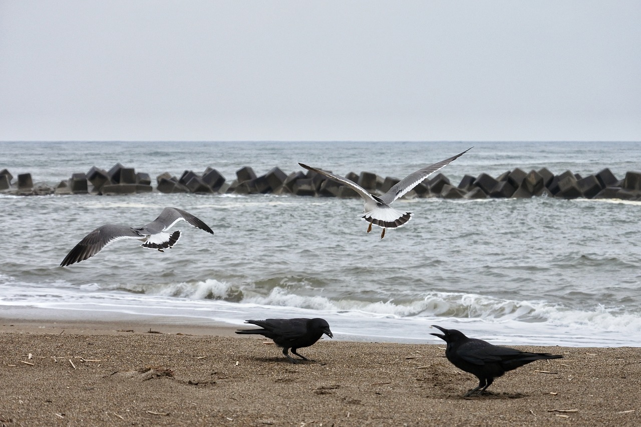 animal sea beach free photo