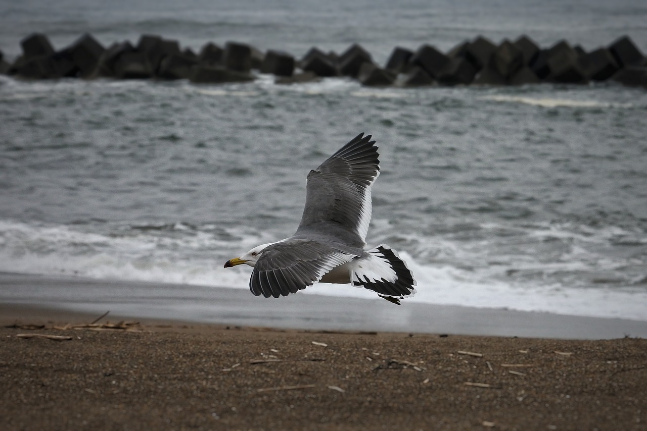 animal sea beach free photo