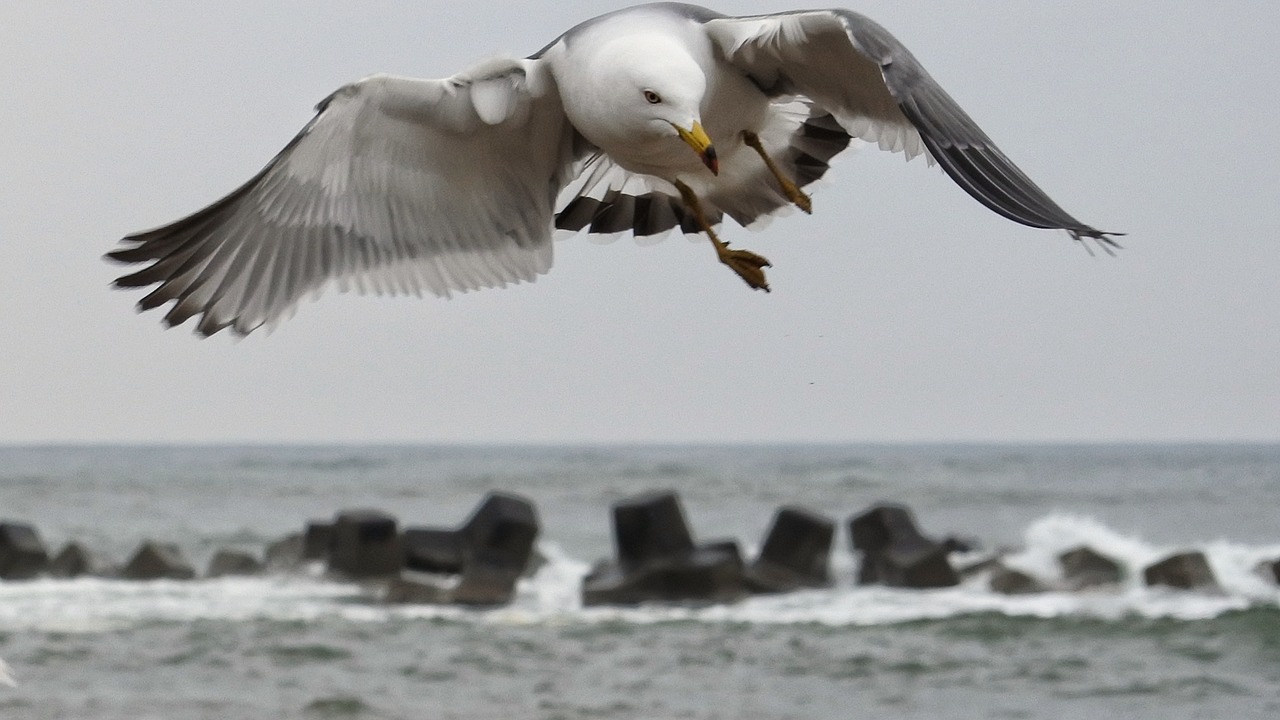 animal sea beach free photo