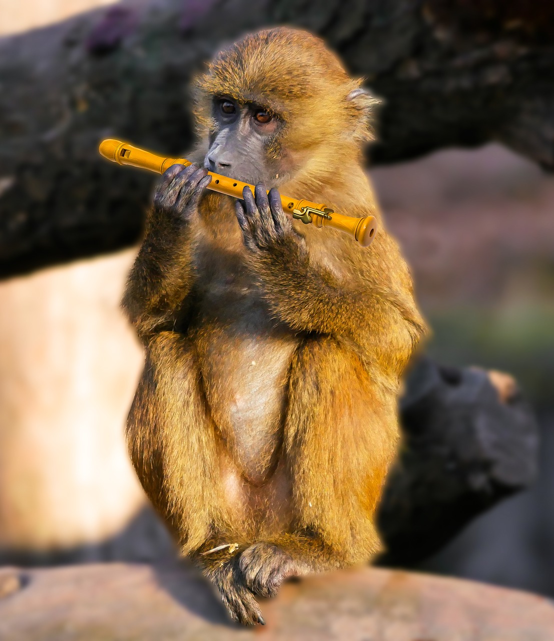 animal monkey baboon free photo