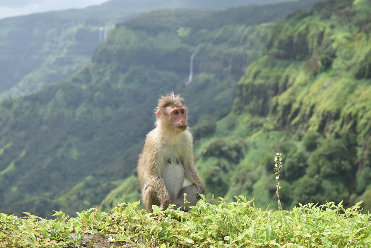 animal monkey wild free photo