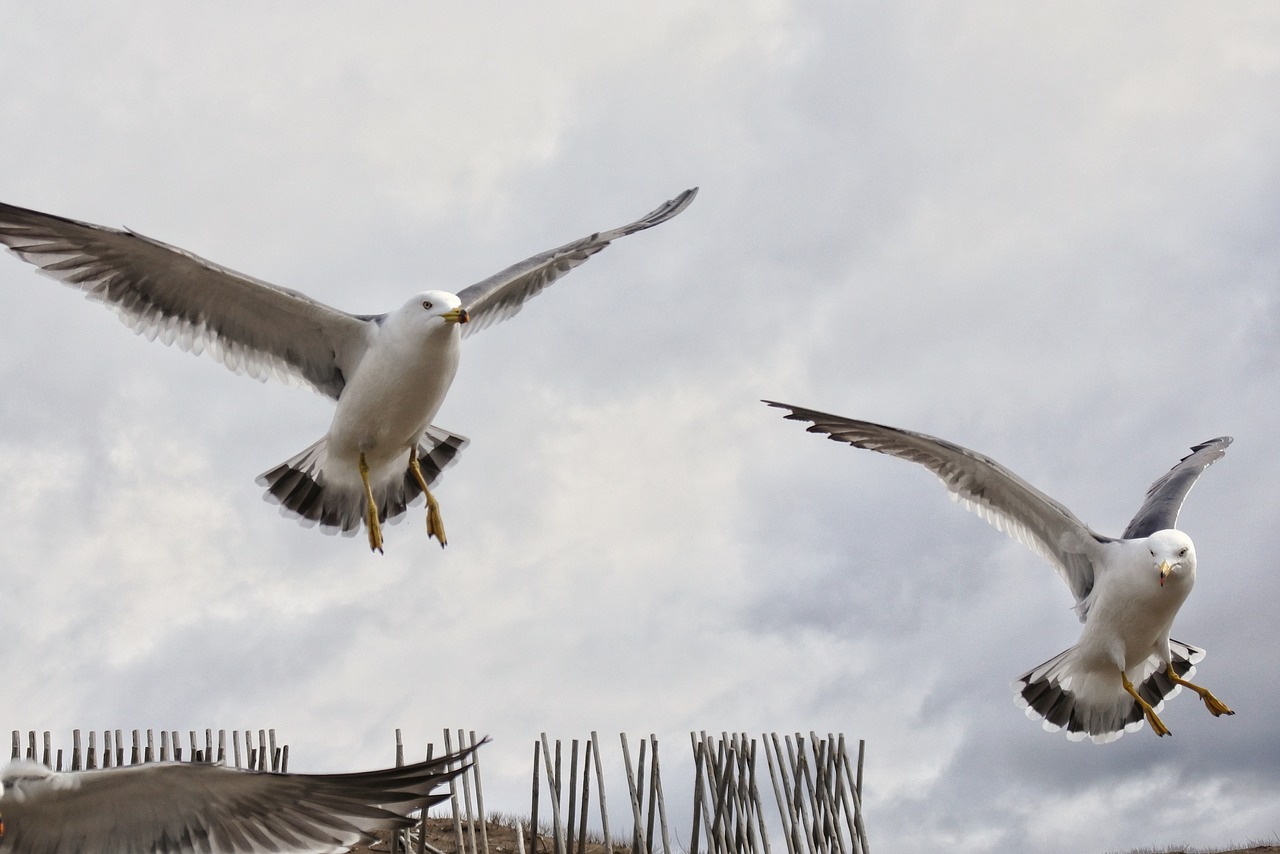 animal beach promenade free photo