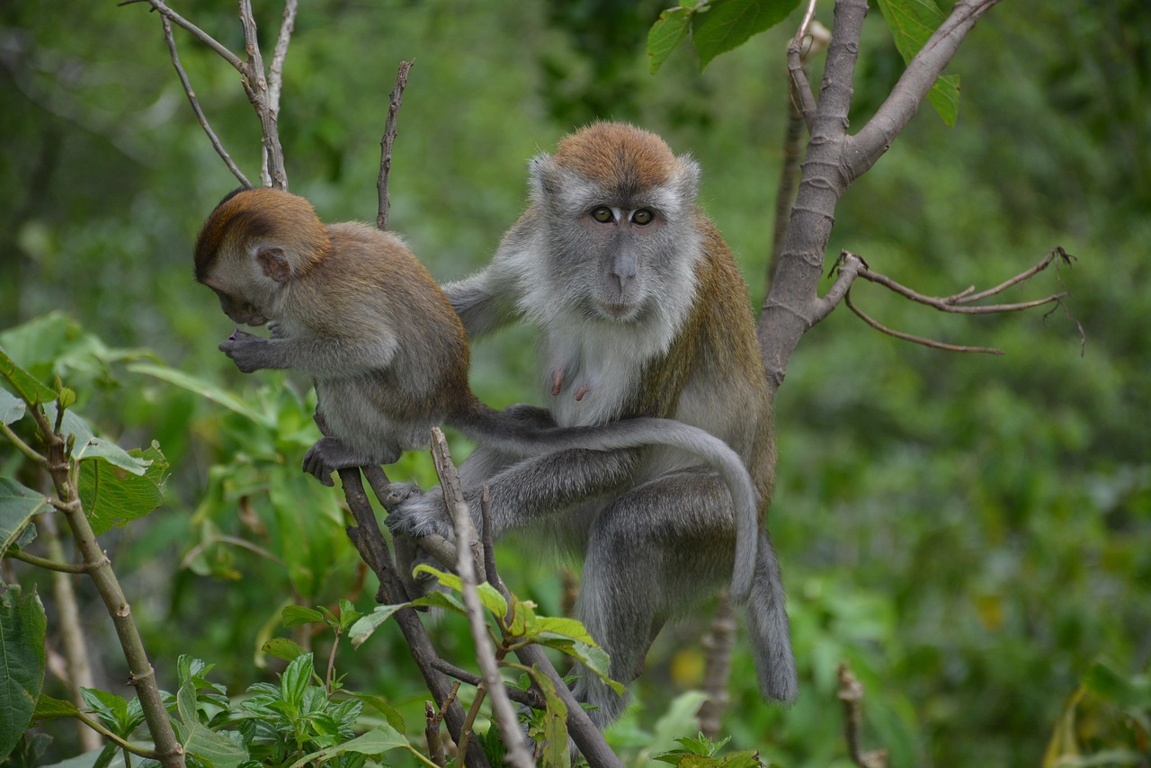 animal macaque monkey free photo