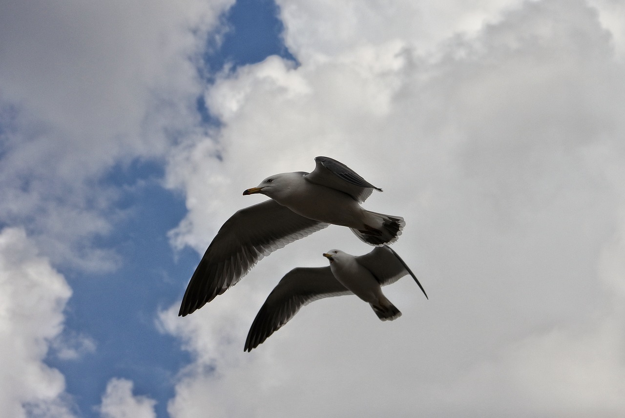 animal sky cloud free photo