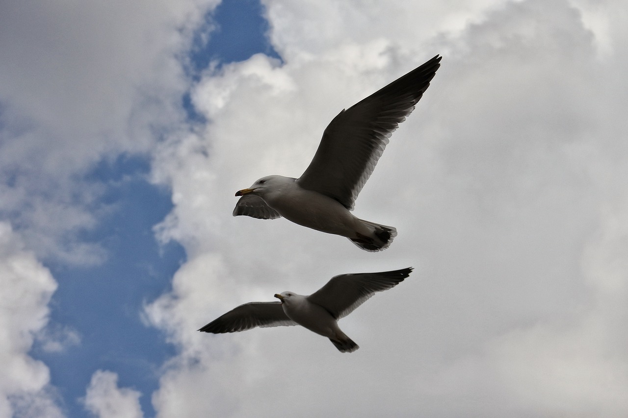 animal sky cloud free photo