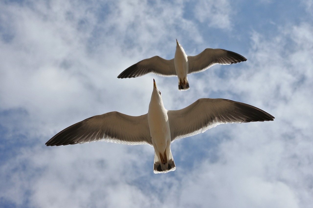 animal sky cloud free photo