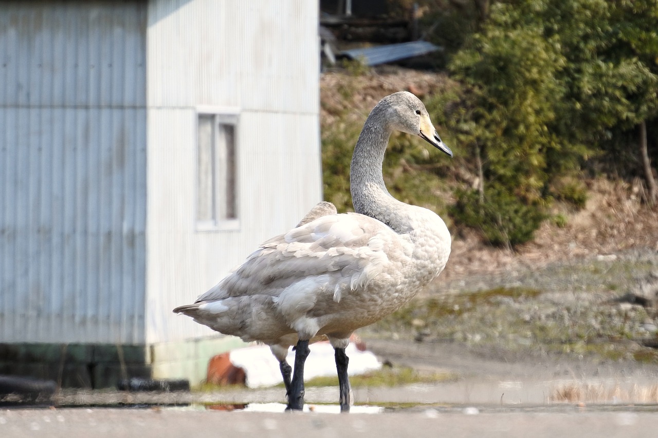 animal swan video high chou free photo