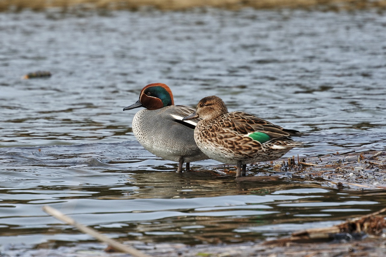 animal duck teal free photo