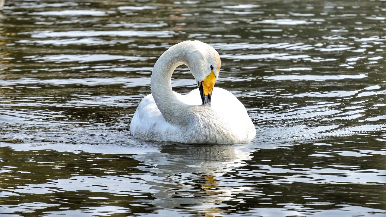 animal swan waterfowl free photo