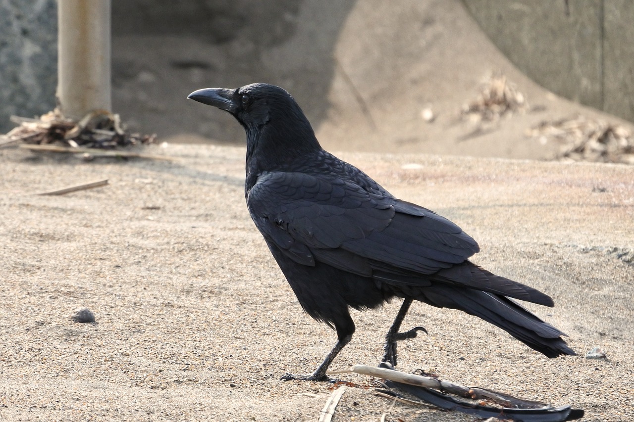 animal beach crow free photo