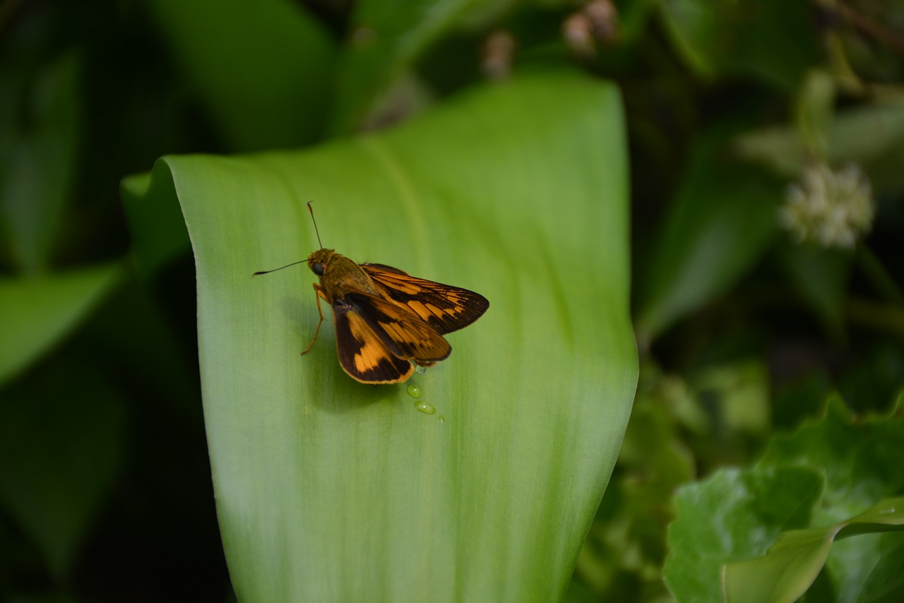 animal butterfly bug free photo