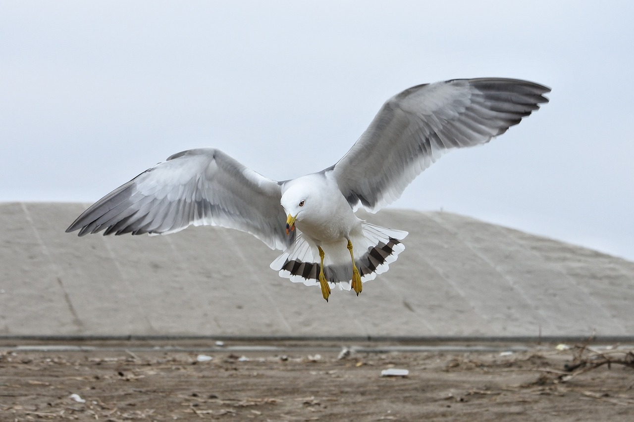 animal beach sea gull free photo