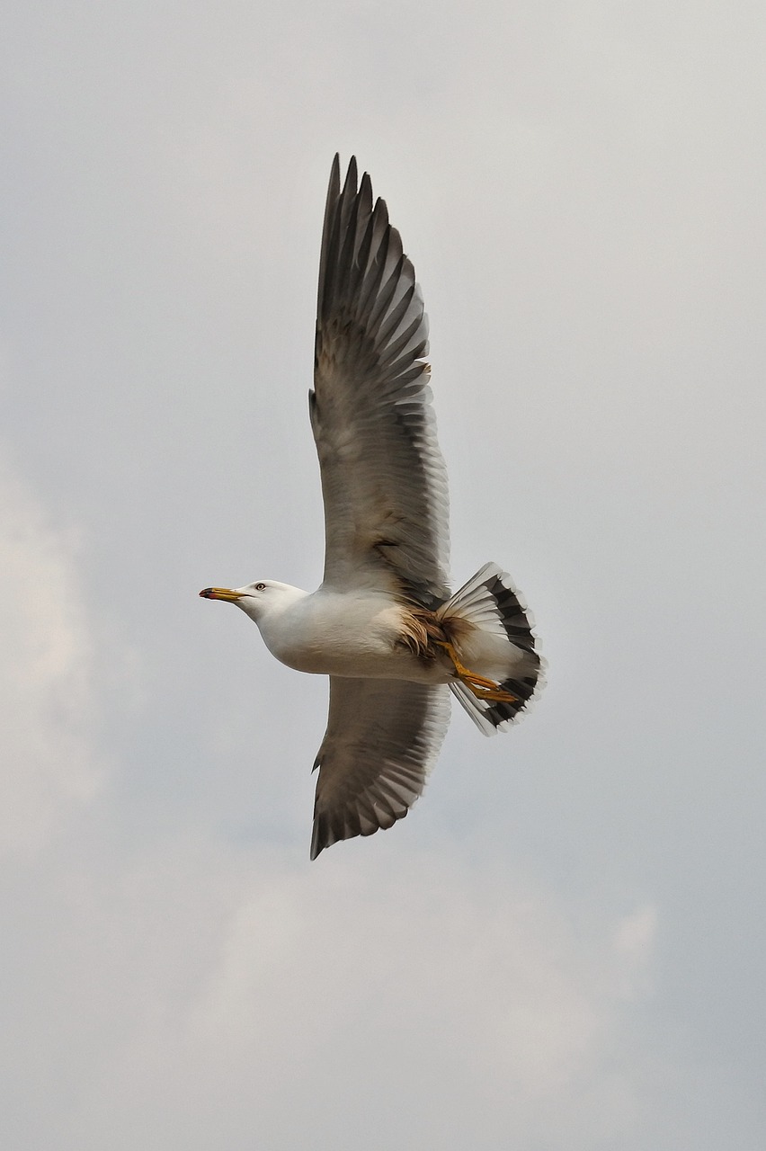 animal sky sea gull free photo