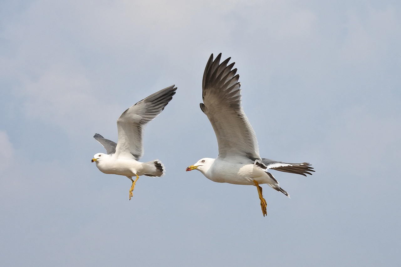 animal sky sea gull free photo