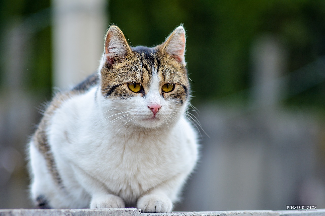 animal cat domestic cat free photo