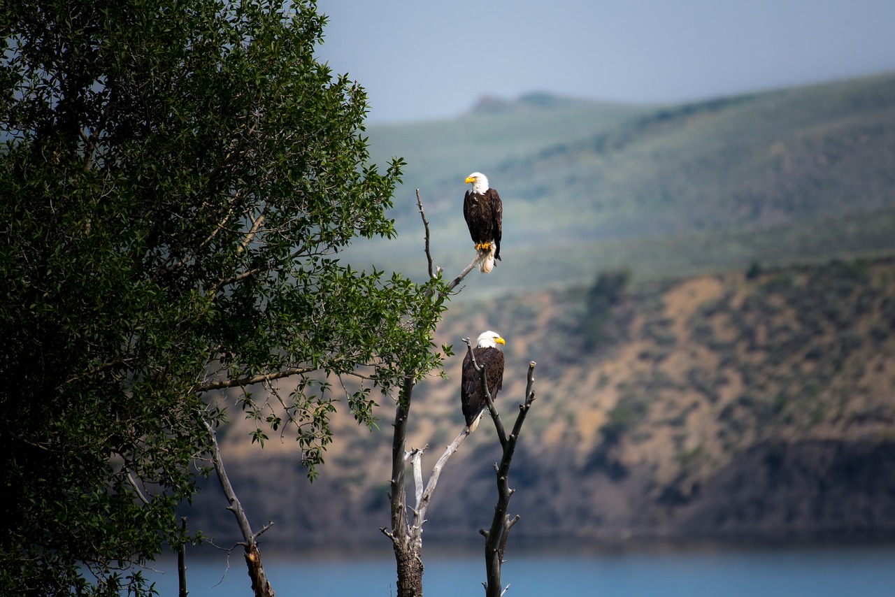 animal beach bird free photo