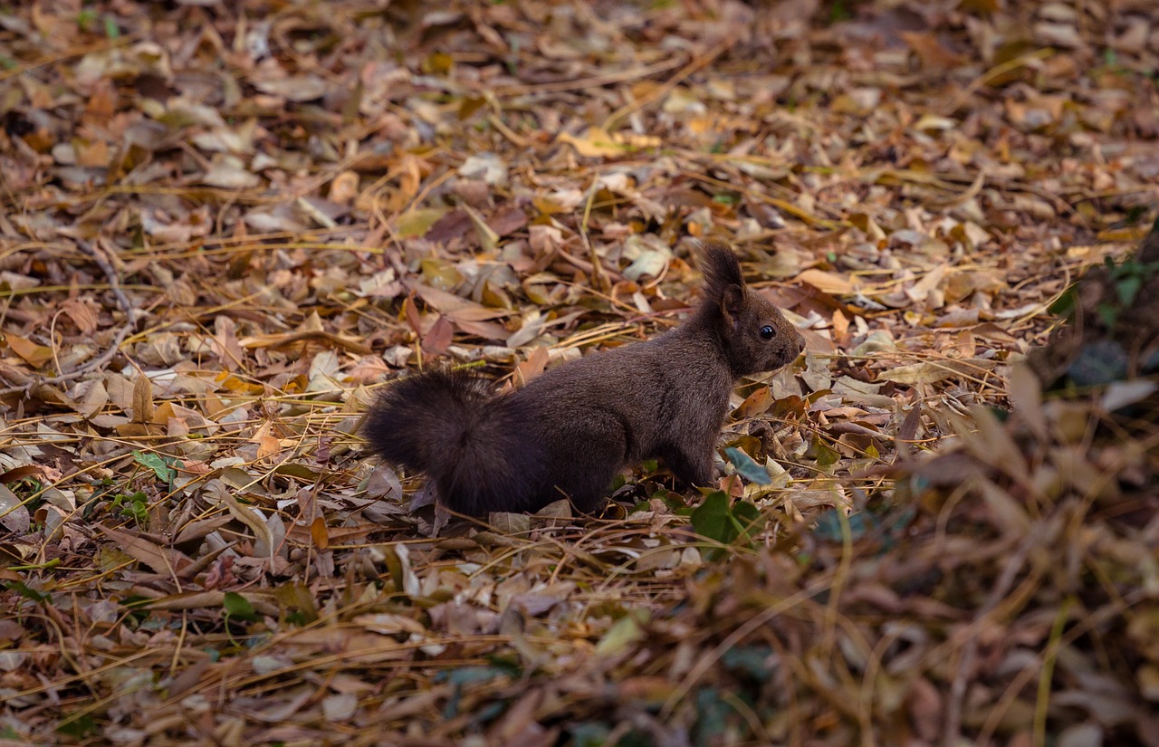 animal leaves nature free photo