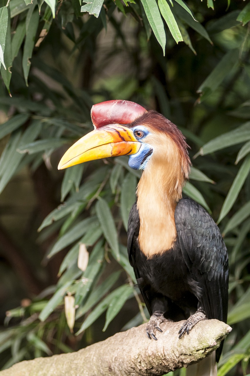 animal bird colourful free photo