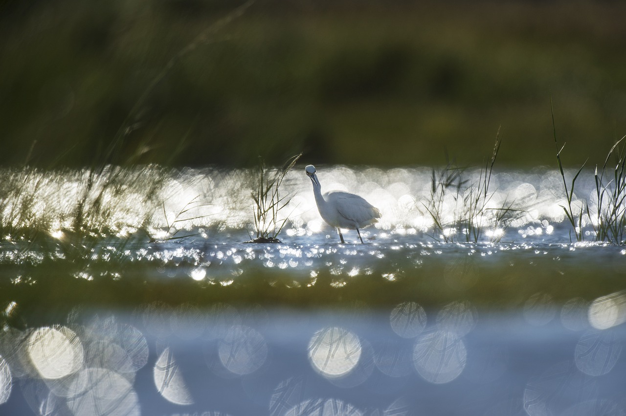 animal beautiful bird free photo