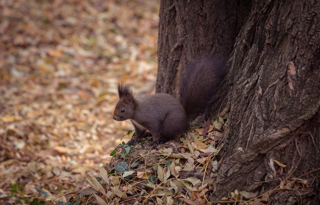 animal leaves nature free photo