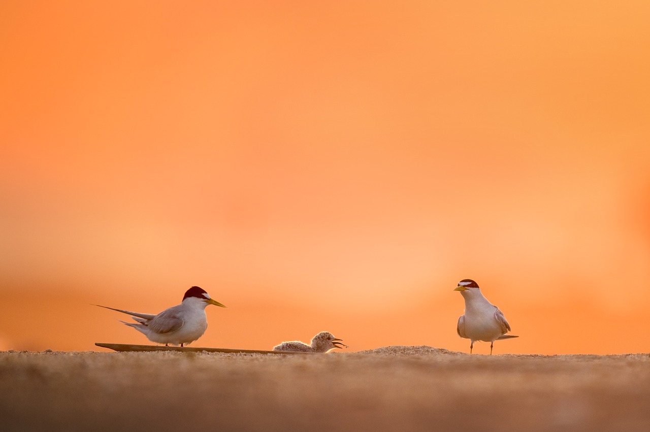 animal avian beach free photo