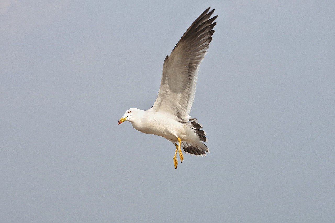 animal sea gull seagull free photo