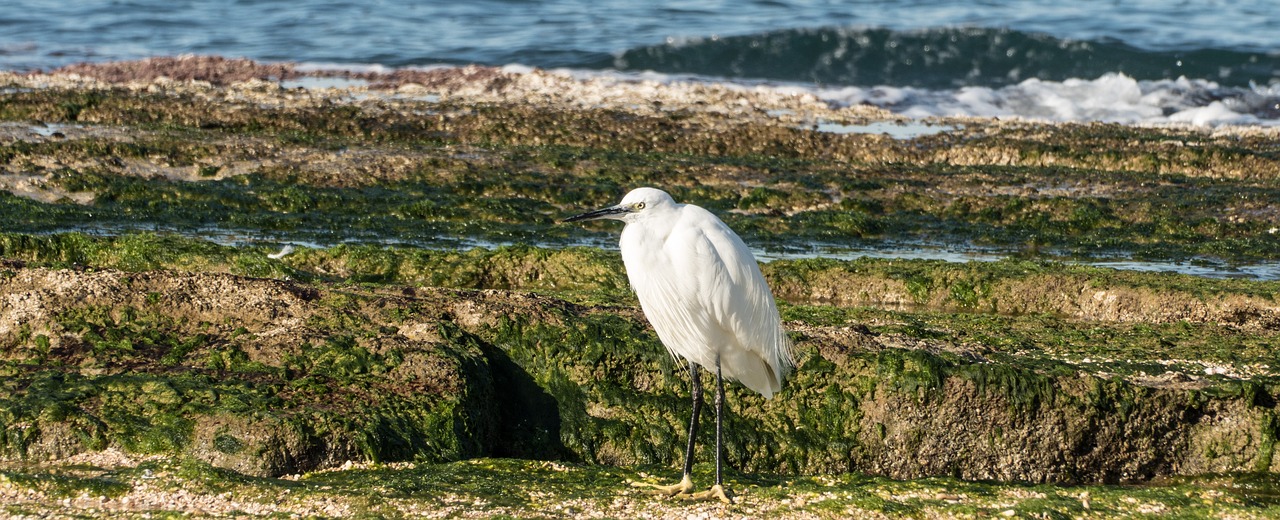 animal sea bird free photo