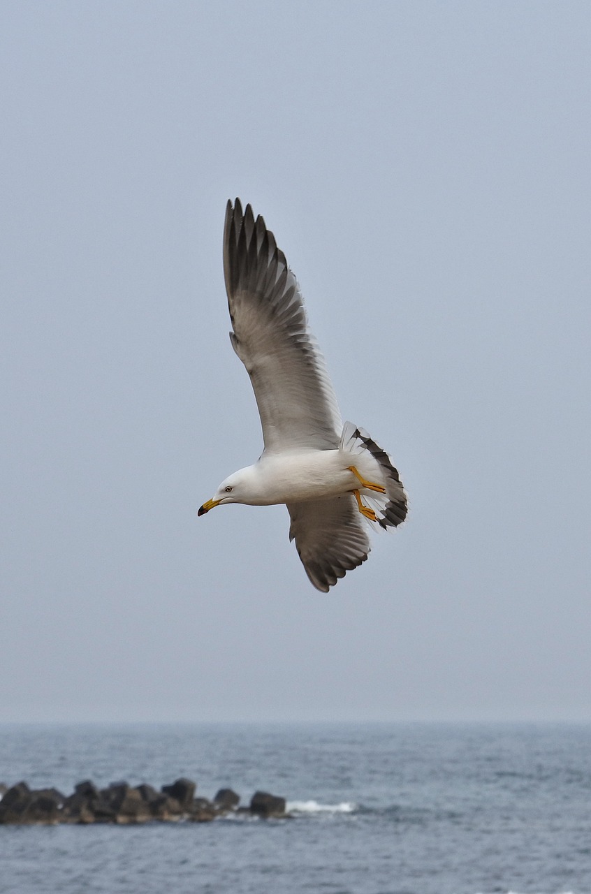 animal sea beach free photo