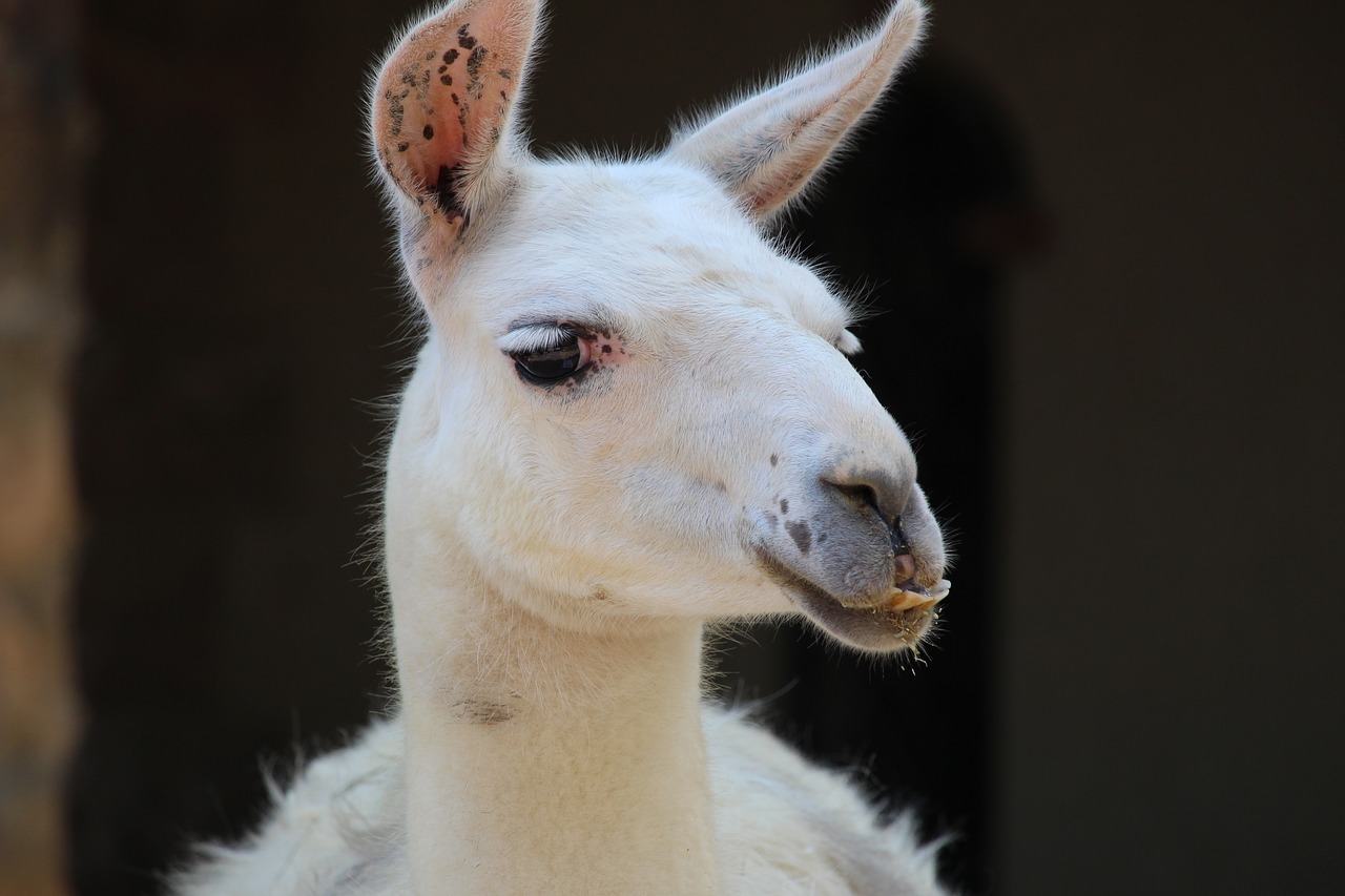 animal goat zoo free photo