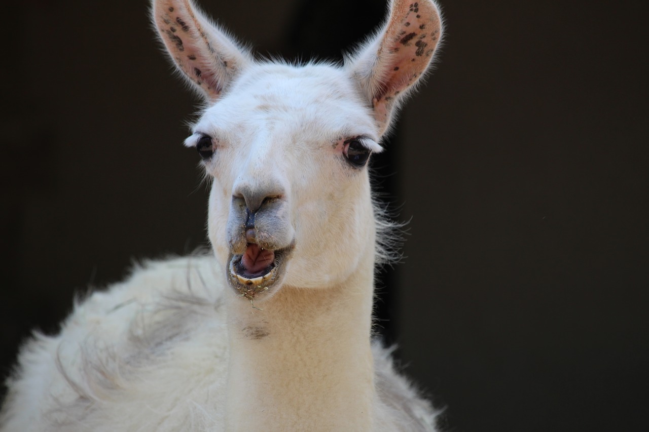 animal goat zoo free photo