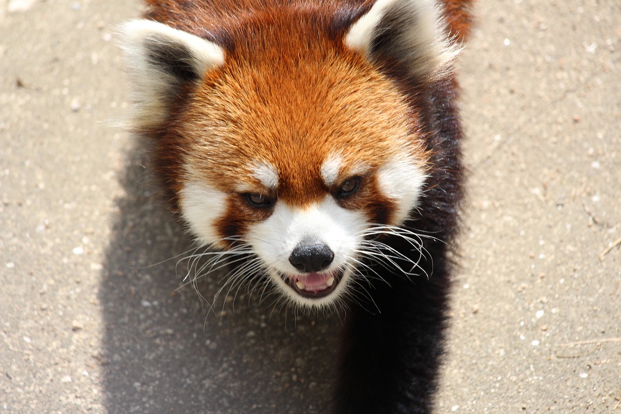 animal red panda zoo free photo