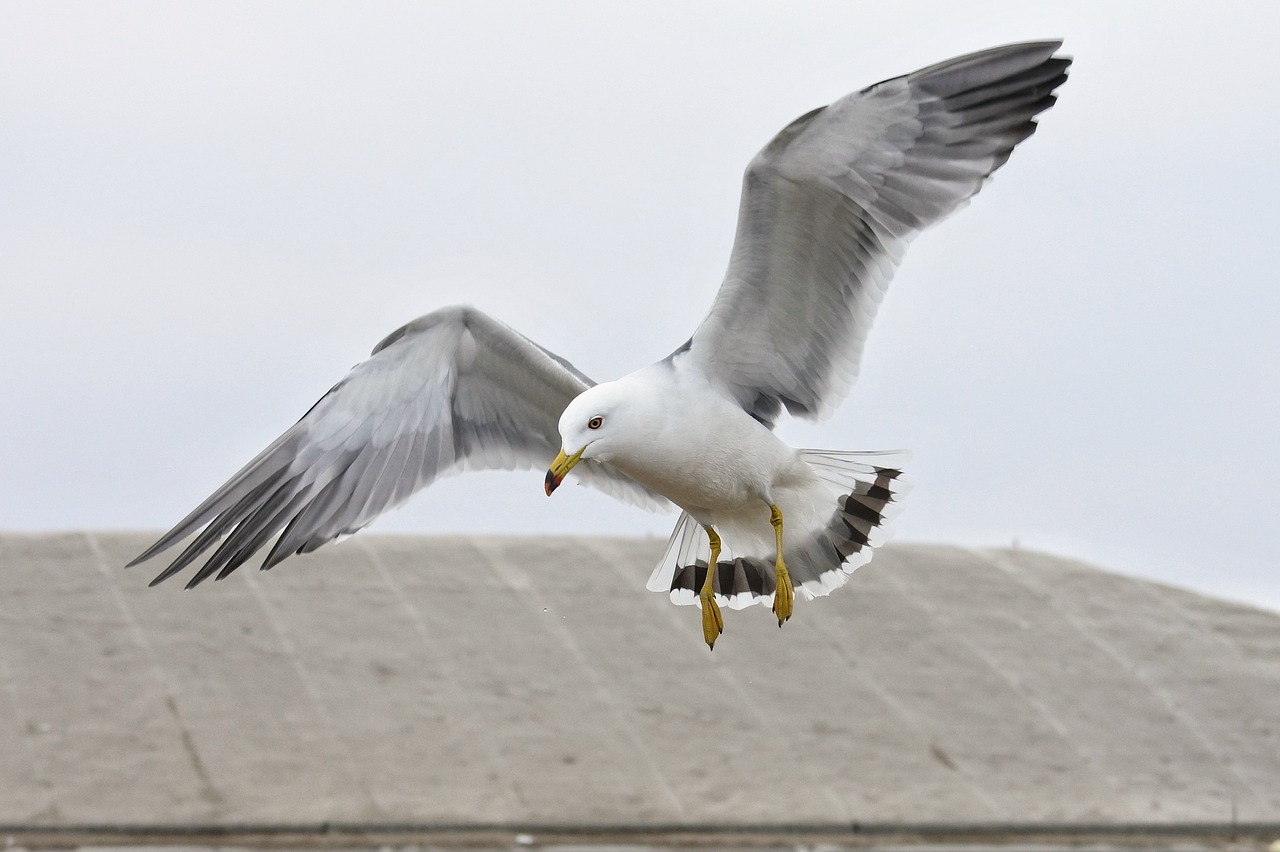 animal beach sea gull free photo