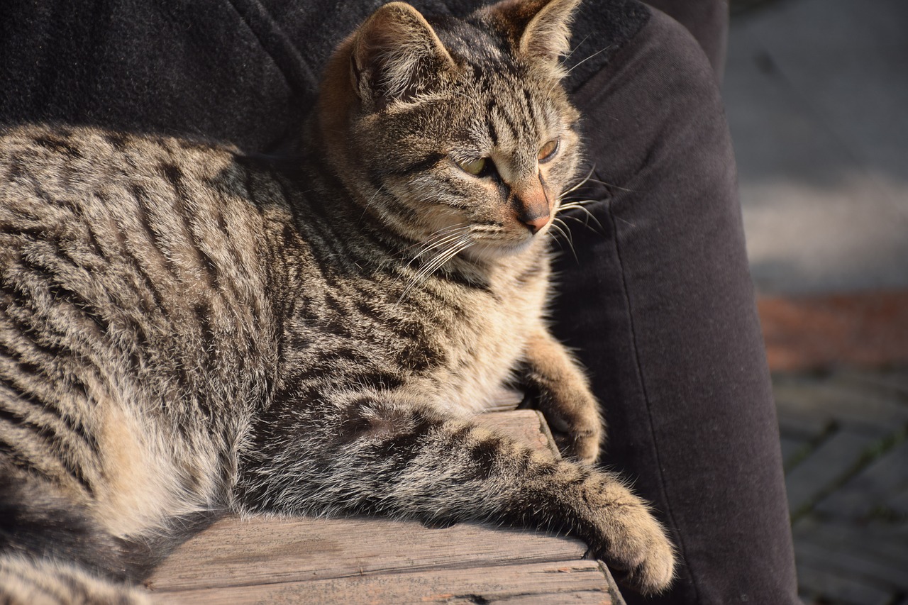 animal cat tiger stripes free photo