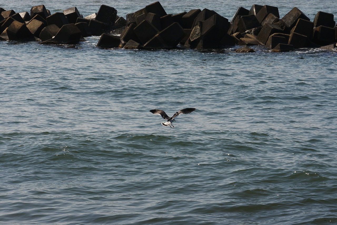 animal sea sea gull free photo