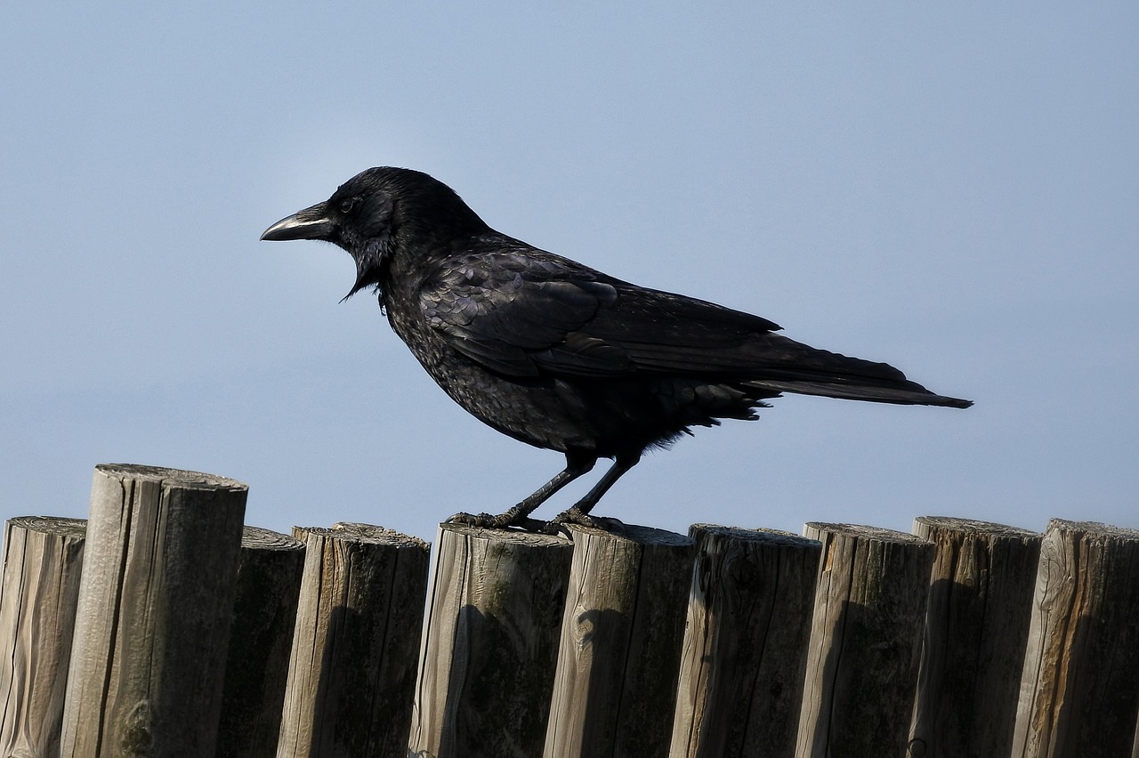 animal crow bird free photo