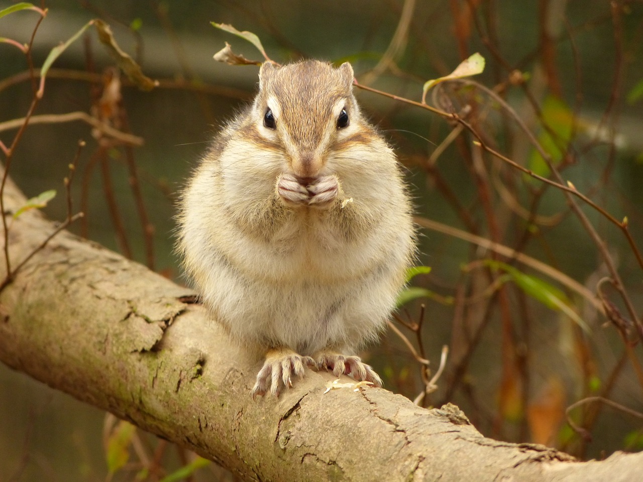 animal squirrel diet free photo