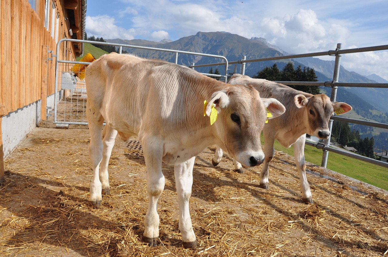 animal calf prättigau free photo