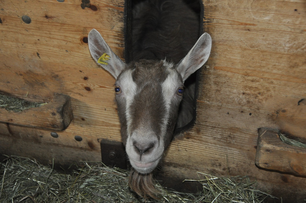animal goat stall free photo