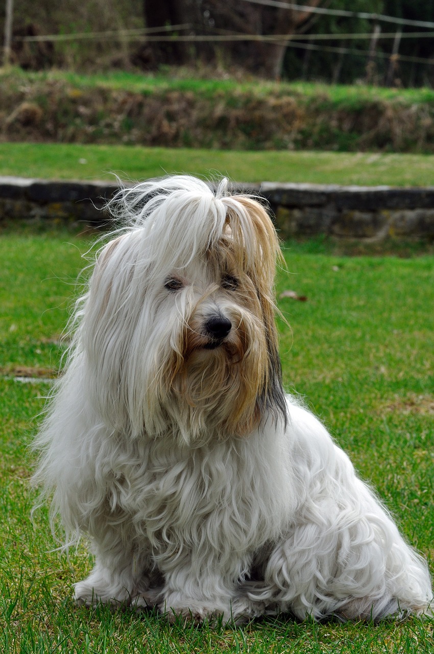 animal dog coton de tulear free photo