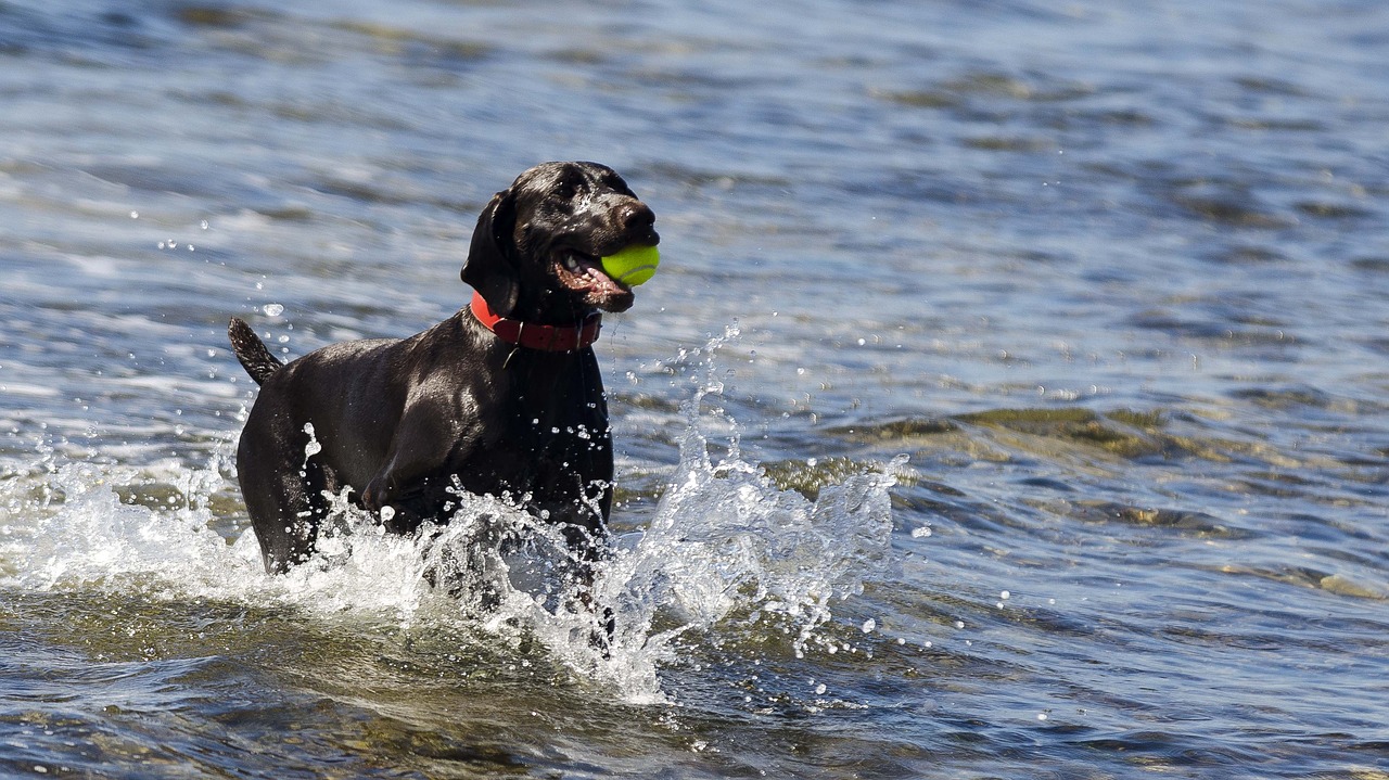 animal sea dog free photo